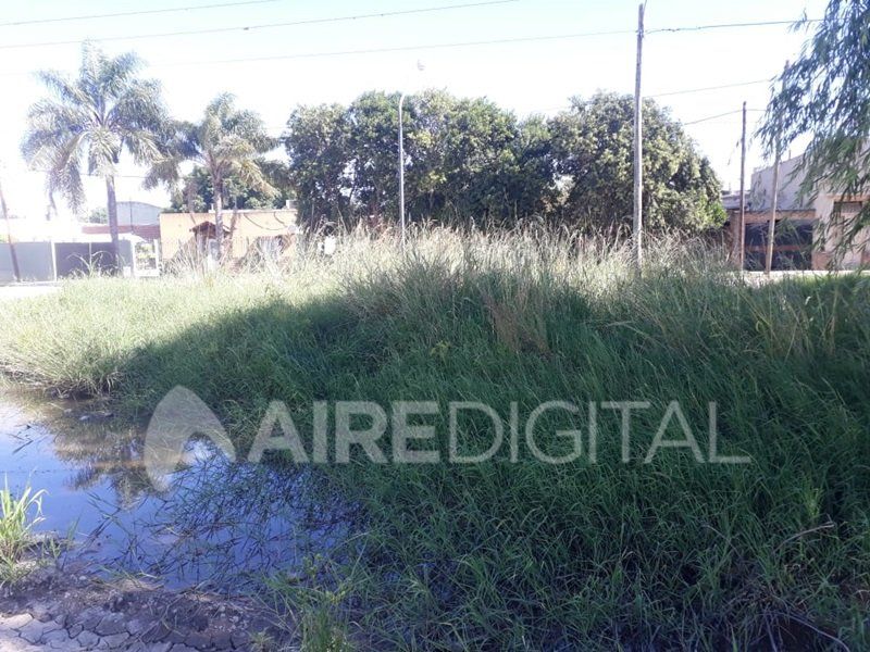 Vecinos de Liceo norte piden que se corten los yuyos y fumiguen la zona