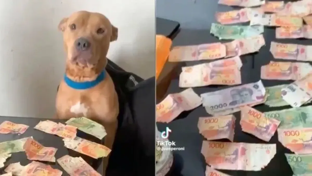 En perro aprovechó que sus dueños no estaban en casa y devoró todos los billetes que encontró en la casa: destrozó alrededor de 30 mil pesos.