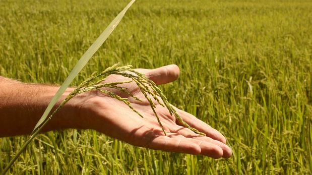 Aire de Santa Fe | Arroz en campos entrerrianos oto VERO PUIG1