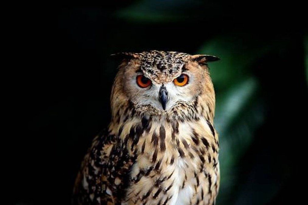 El misterio develado sobre las lechuzas y los b&uacute;hos.