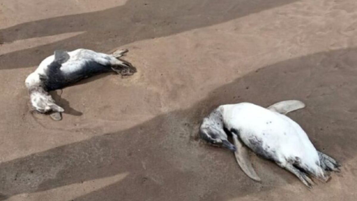 Preocupación en Mar del Plata: continúan encontrando pingüinos muertos Preocupación en Mar del Plata: continúan encontrando pingüinos muertos