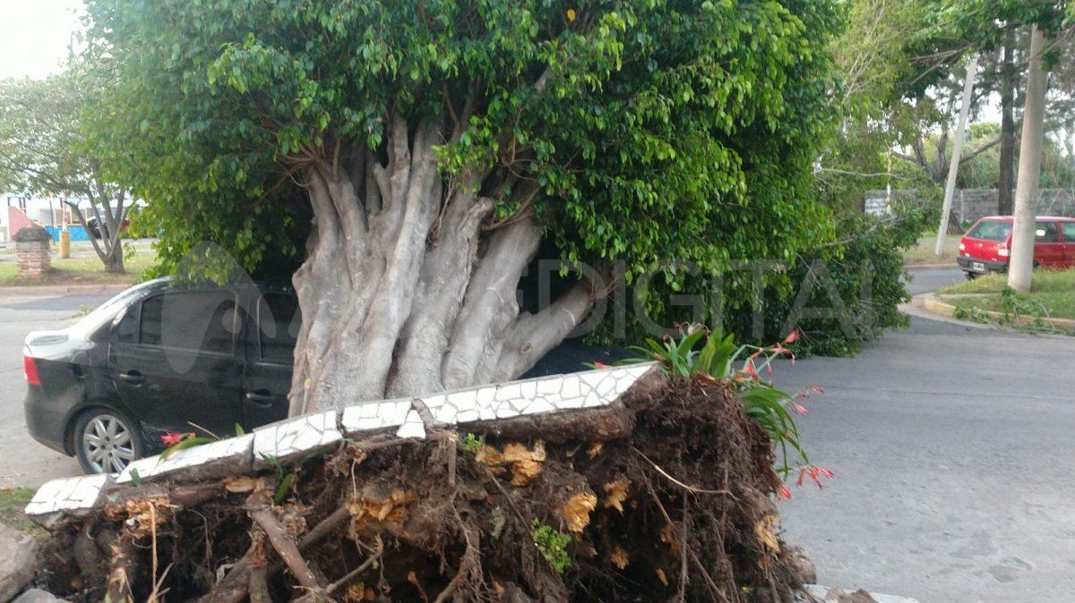 El viento arrancó el grueso árbol de raíz, incluso despegó parte del cemento de la vereda.