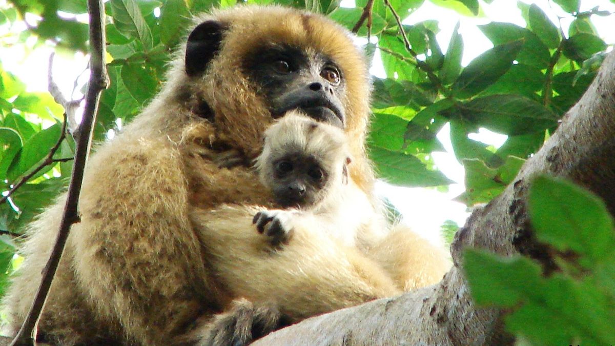 Las hembras son de color dorado