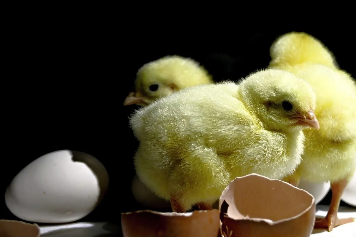 Video: Esta chica encontró un pollito recién nacido en el cartón de huevos