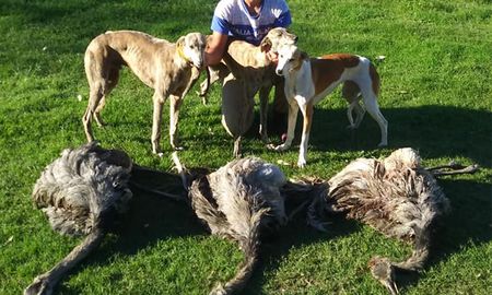 El proyecto pretende prohibir el uso de cualquier perro para la caza, sin distinción de razas. El proyecto pretende prohibir el uso de cualquier perro para la caza, sin distinción de razas.