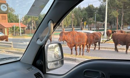 Al menos 10 vacunos sueltos sobre la ruta 1 pusieron en peligro a los automovilistas Al menos 10 vacunos sueltos sobre la ruta 1 pusieron en peligro a los automovilistas