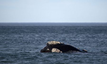 Aire de Santa Fe | ballena franca en puerto madryn NA.jpg