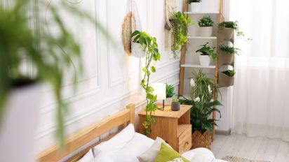 La planta que no deberías poner en el dormitorio si buscás un descanso más reparador