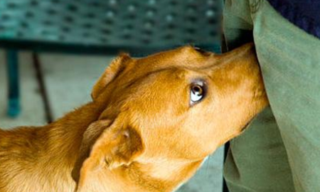 El olfato canino es capaz de detectar cambios hormonales mínimos que pasan desapercibidos para los humanos El olfato canino es capaz de detectar cambios hormonales mínimos que pasan desapercibidos para los humanos
