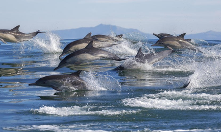 Gran espectáculo de delfines en la costa de California. Gran espectáculo de delfines en la costa de California.