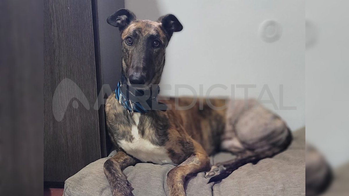 Desde la ONG Galguitis advierten que Beltrán le tiene mucho temor a las personas y piden que, en caso de encontrarlo, no intenten retenerlo y den aviso urgente a las voluntarias. Desde la ONG Galguitis advierten que Beltrán le tiene mucho temor a las personas y piden que, en caso de encontrarlo, no intenten retenerlo y den aviso urgente a las voluntarias.