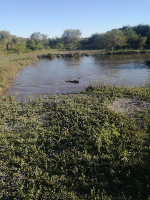 H.E.G fue imputado por infracción a la ley N° 22.421 (protección y conservación de la fauna silvestre)