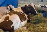 TodoLáctea 2026: una cabaña santafesina se consagró con el Gran Campeón Macho TodoLáctea 2026: una cabaña santafesina se consagró con el Gran Campeón Macho