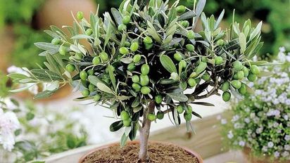 3 plantas de exterior para regalar que significan mucho más que un simple objeto