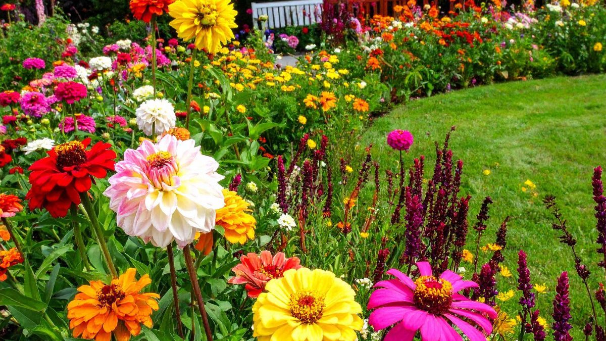 Sus flores rojas atraen colibríes y pueden llenar el jardín de color durante gran parte del año.