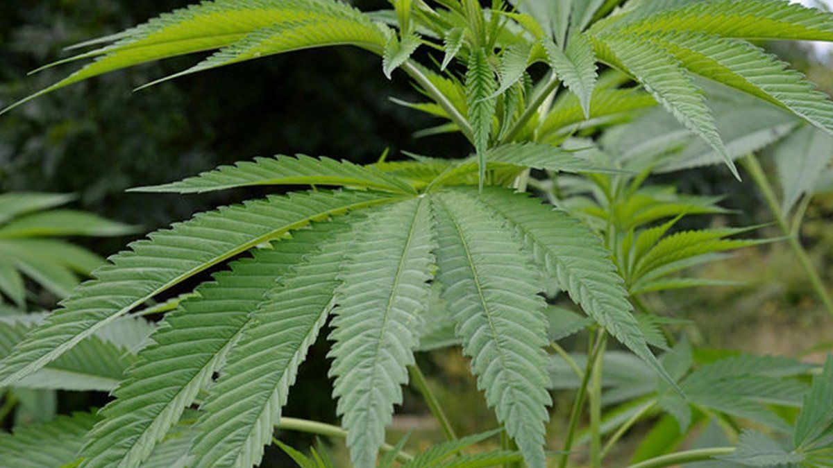 El objetivo es brindar un marco regulatorio para la inversi&oacute;n p&uacute;blica y privada en toda la cadena del cannabis medicinal y complementar la actual legislaci&oacute;n, la Ley 27.350, que autoriza el uso terap&eacute;utico y paliativo del producto.