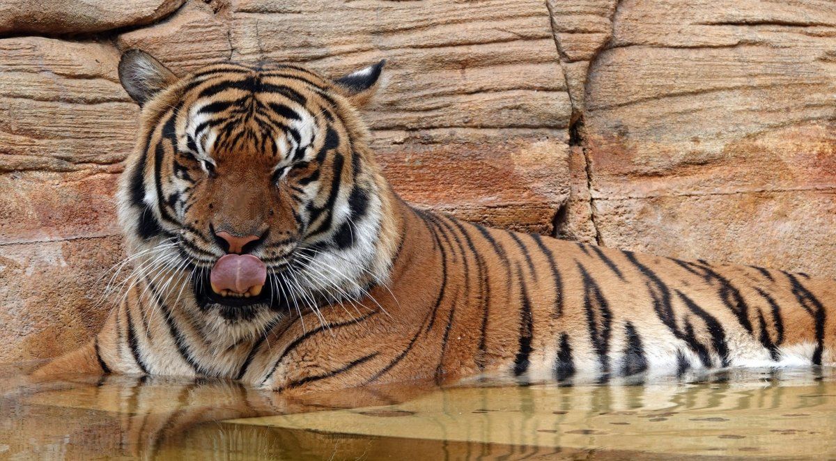 Mataron a tiros a un tigre que mordió el brazo de un trabajador en un zoológico de Estados Unidos