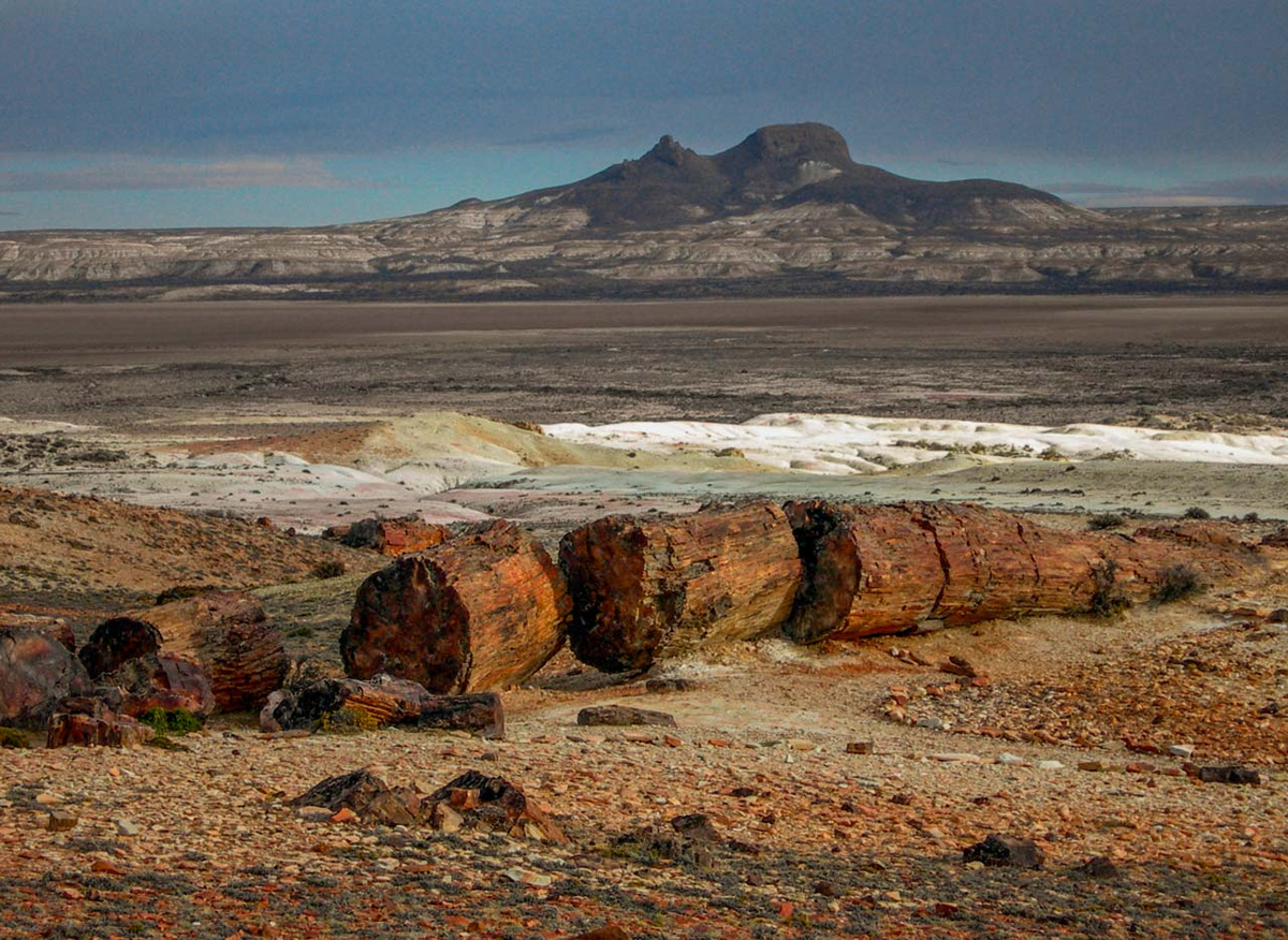 Monumento Natural Bosque Petrificados