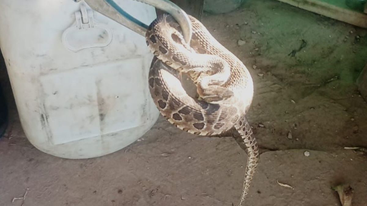 Rescataron una serpiente en una casa de Santa Fe