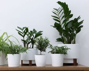 Parece una palmera en miniatura, ocupa poco espacio y es perfecta para decorar interiores.
