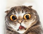 gatito queda ?congelado? al ver como leones devoran a su presa gatito queda ?congelado? al ver como leones devoran a su presa