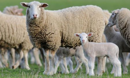 planificacion anual de la majada: claves de manejo para producir carne ovina todo el ano planificacion anual de la majada: claves de manejo para producir carne ovina todo el ano