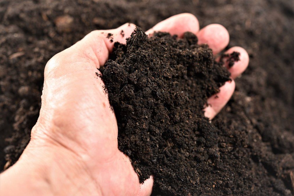 Nutrición natural: claves para entender el ciclo del humus en la tierra. Nutrición natural: claves para entender el ciclo del humus en la tierra.