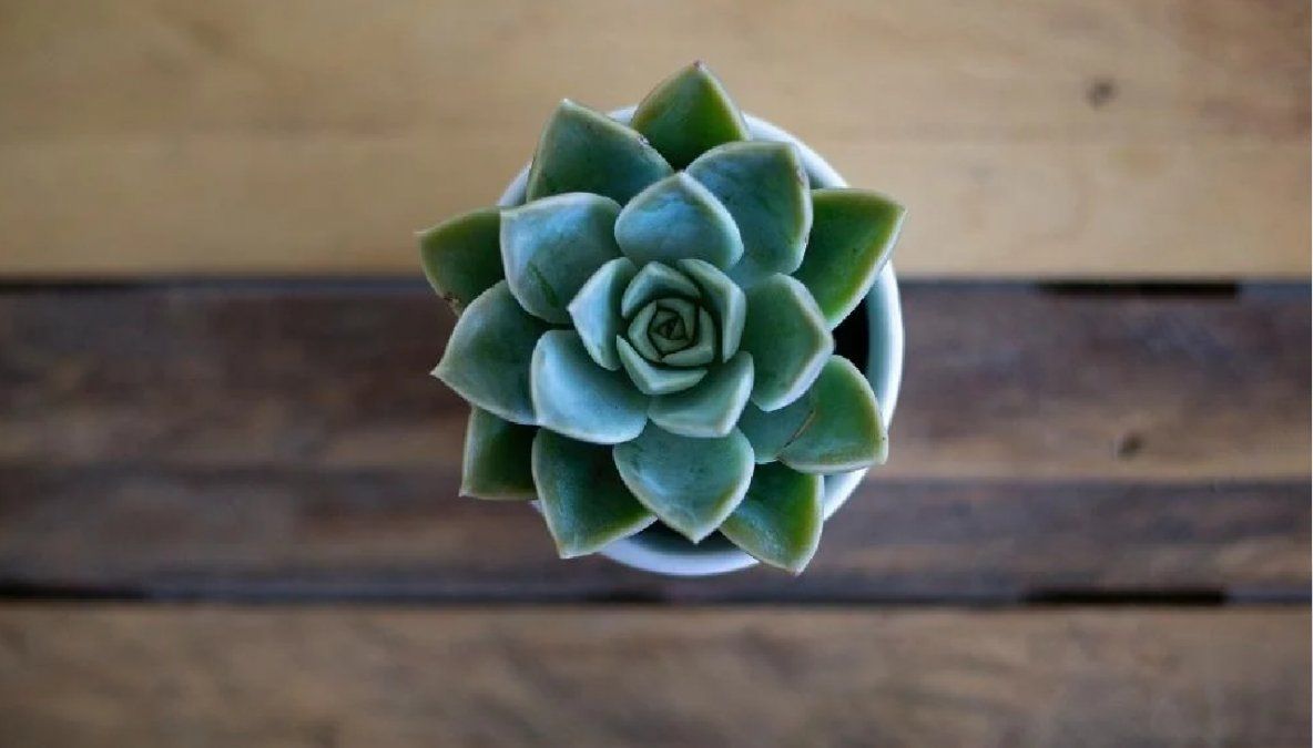 Requieren de agua cada 15 días