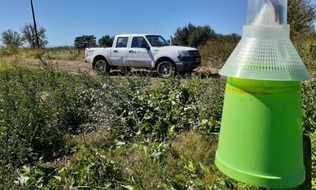 El picudo del algodonero es considerado la plaga más dañina del cultivo del algodón. El picudo del algodonero es considerado la plaga más dañina del cultivo del algodón.