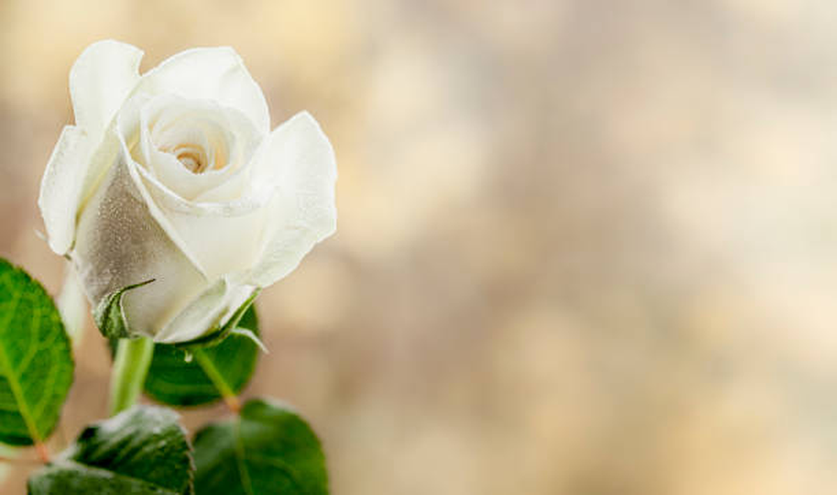 Significado de las rosas blancas: la flor de la inocencia y el duelo