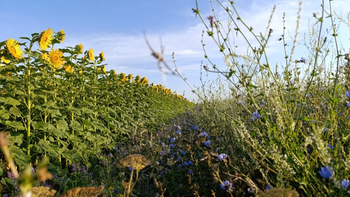 Biodiversidad y producción: por qué el agro necesita un cambio transformador