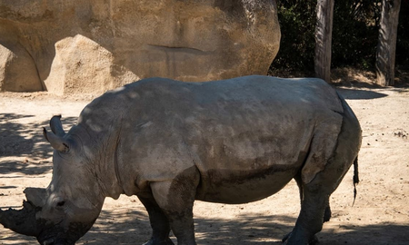 Murió una rinoceronte durante un intento de aparearla en un zoológico Murió una rinoceronte durante un intento de aparearla en un zoológico