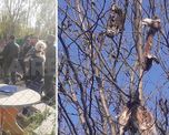Así encontraron los restos de liebres y gato montés en una casa de San Genaro. Así encontraron los restos de liebres y gato montés en una casa de San Genaro.