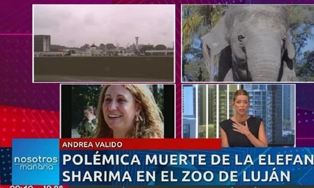 La muerte de Sharima, la elefanta del zoológico de Luján: Nicole Neumann se cruzó con la encargada de cuidarla La muerte de Sharima, la elefanta del zoológico de Luján: Nicole Neumann se cruzó con la encargada de cuidarla