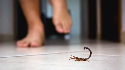 Qué significa soñar con alacranes: qué hay detrás de su significado