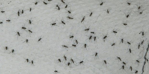 5 Trucos para alejar a los mosquitos de tu casa