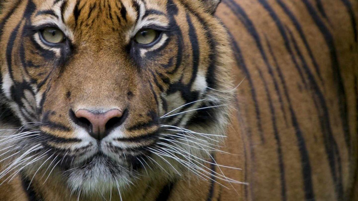 Sacrificaron a los dos tigres que mataron a un cuidador en un zoológico