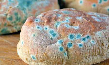 Moho en la comida: riesgos, consejos y lo que tenés que saber para proteger tu salud Moho en la comida: riesgos, consejos y lo que tenés que saber para proteger tu salud
