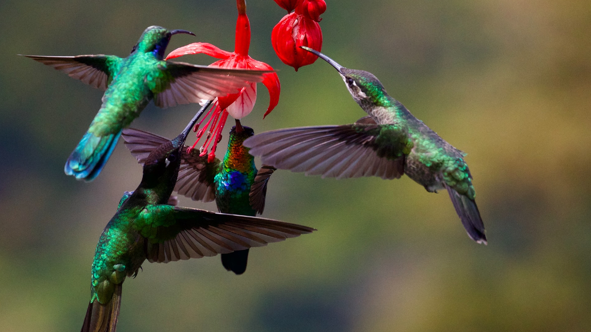 Cuál es el significado espiritual de ver un colibrí