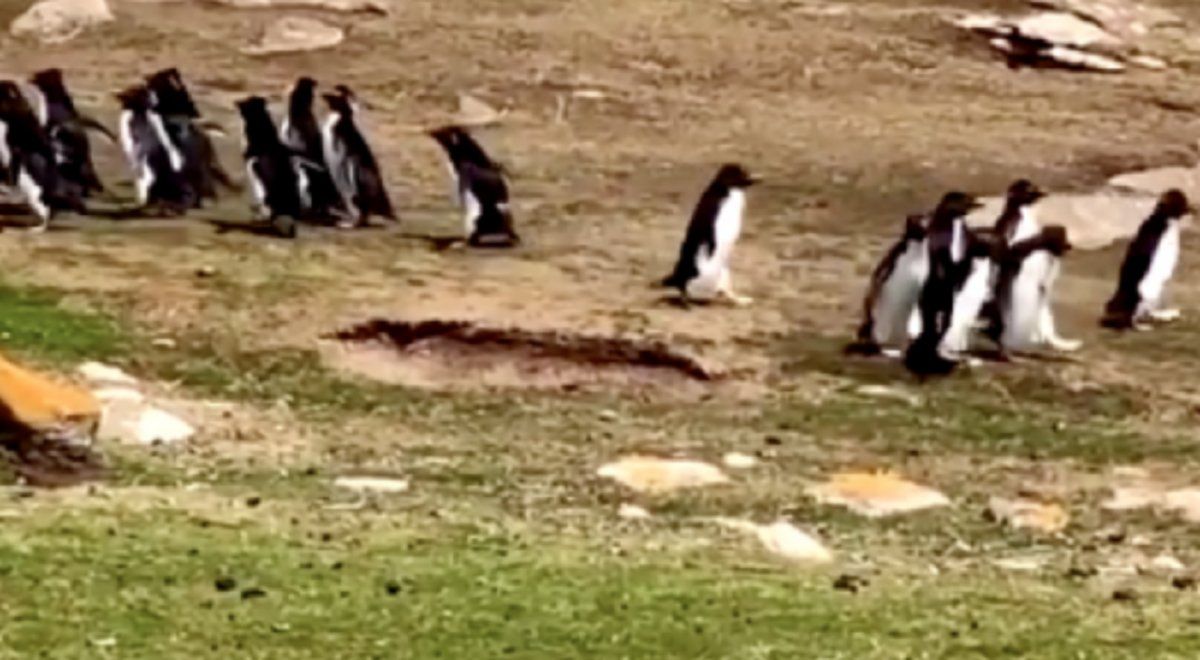 Viral: un pingüino se confunde y se va con otro grupo de animales.