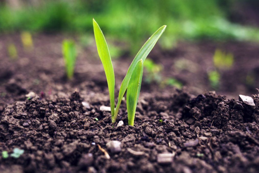 El secreto del suelo: cómo el humus mejora la estructura de tus plantas. El secreto del suelo: cómo el humus mejora la estructura de tus plantas.
