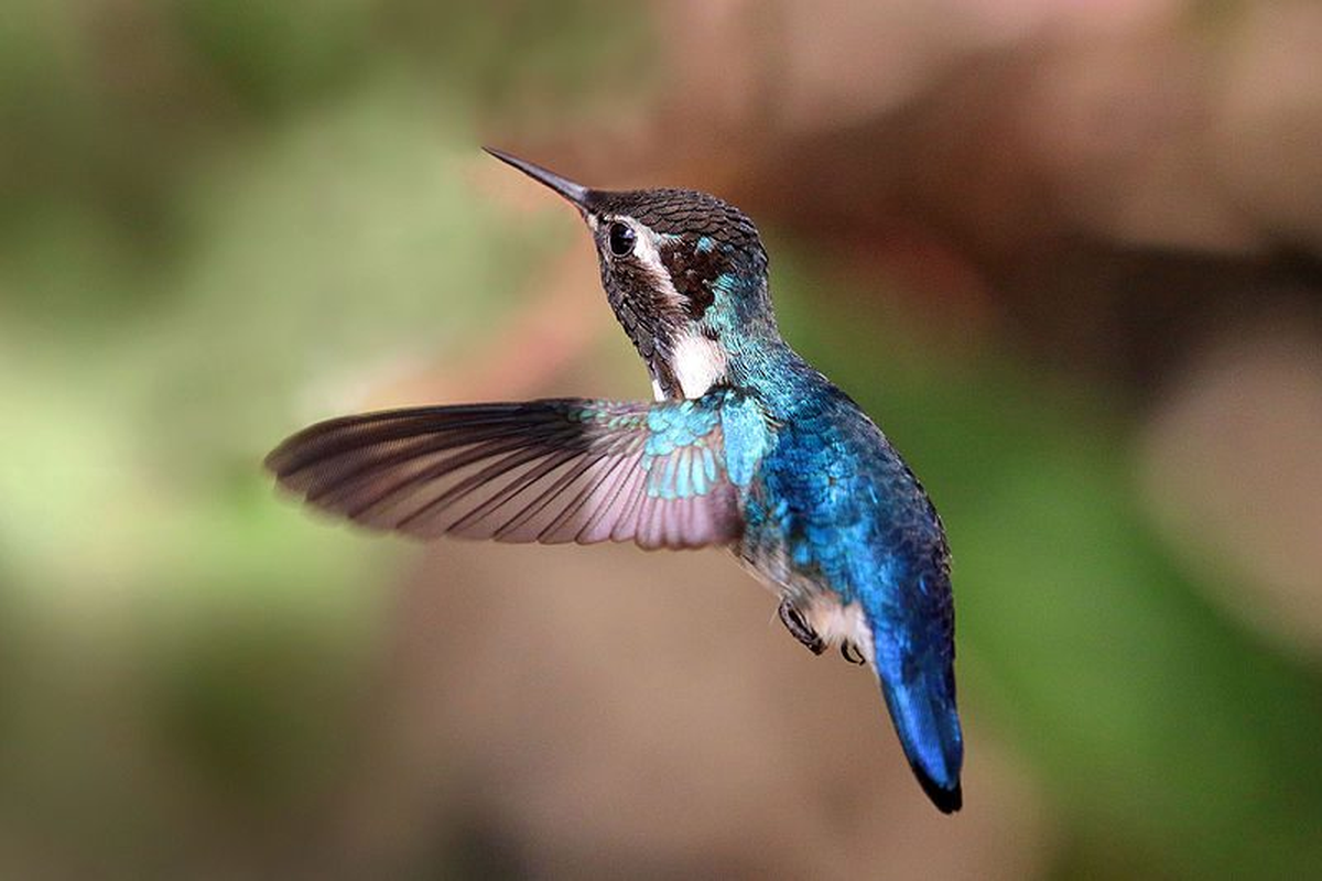 El colibrí zunzuncito es el animal que más come de todos, al menos teniendo en cuenta su tamaño.