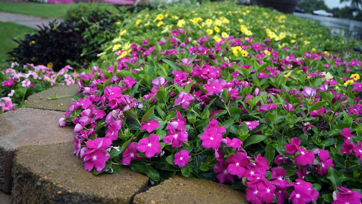 Flores que desafían el calor: cinco especies que florecen desde noviembre hasta marzo y llenan el jardín de color.