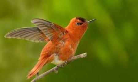 Que significa ver un colibrí rojo en tu jardín o balcón. Que significa ver un colibrí rojo en tu jardín o balcón.