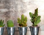 plantas negativas que no deberias tener dentro de casa si buscas atraer energia positiva plantas negativas que no deberias tener dentro de casa si buscas atraer energia positiva