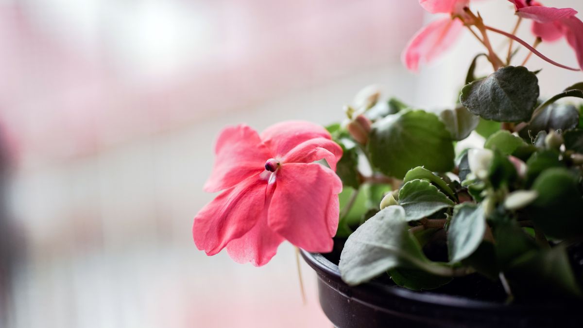 Retirar las flores marchitas ayuda a estimular la aparici&oacute;n de nuevos botones florales.