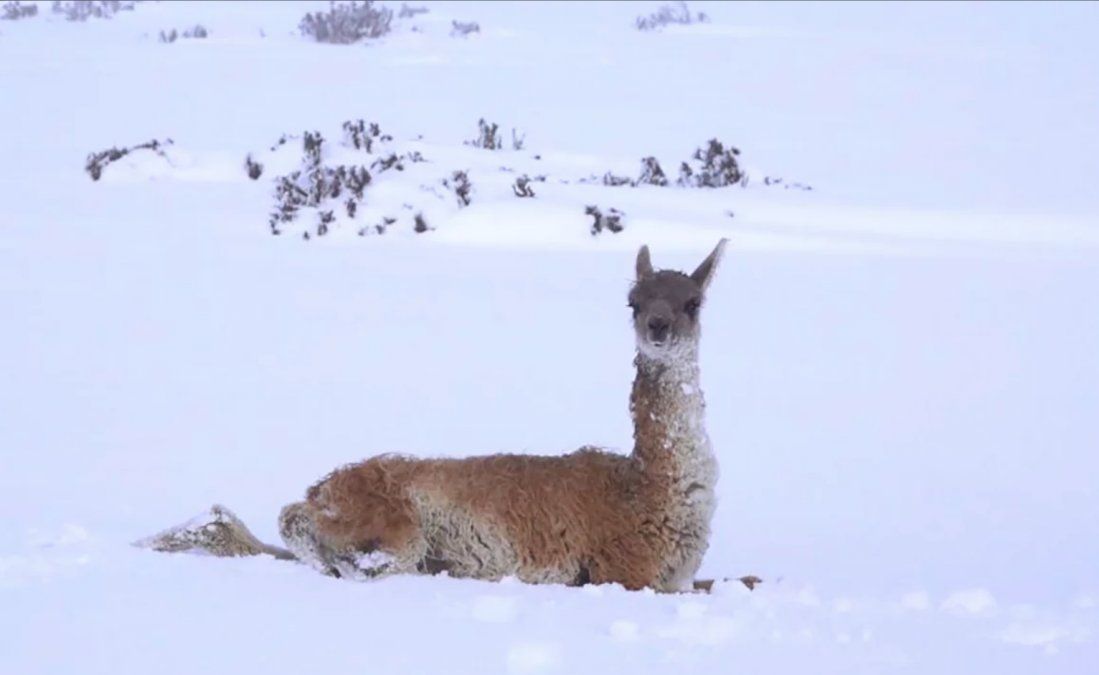 Se espera una fuerte nevada en Chubut.