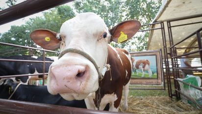 Una diputada kirchnerista quiere cobrar impuestos a los flatos y eructos de las vacas