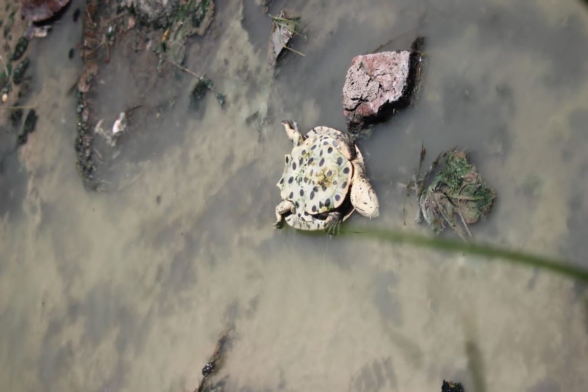 Científicos de la UNL detectaron Científicos de la UNL detectaron