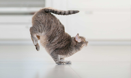 La verdad detrás del mito: por qué los gatos caen de pie La verdad detrás del mito: por qué los gatos caen de pie